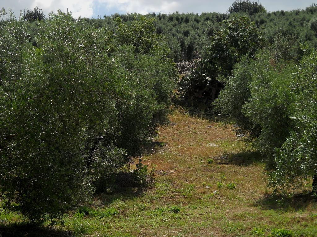 Agriturismo Casale Re Sonnino Номер фото